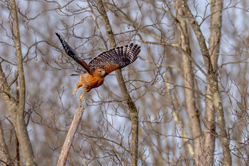 Red Shouldered hawk raptor lifting off from a tree branch