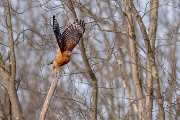 Red Shouldered hawk raptor lifting off from a tree branch