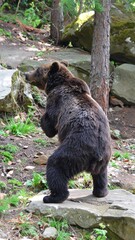 Fototapeta premium Brown Bear Standing on Rock in Mountain Forest for Premium Animal Object and Wildlife Concept