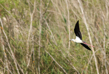 Envol d'une échasse blanche