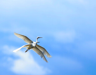 Deux aigrettes blanches en vol dans le ciel bleu