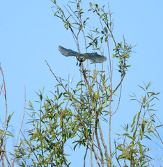 Mésange bleue en vol