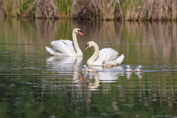 Famille cygne tuberculé