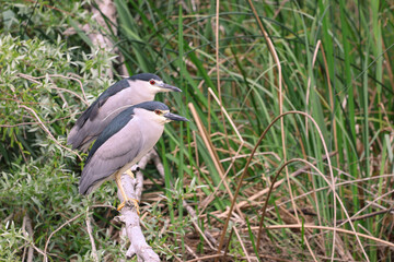 2 Bihoreau gros sur leur branche