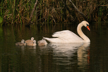 A la suite de maman cygne tubrculé © Melanie