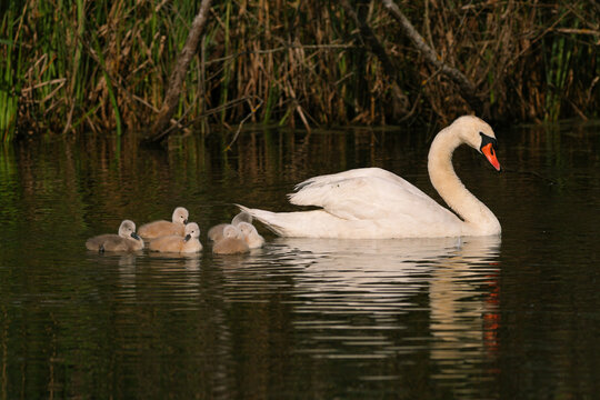 A la suite de maman cygne tubrcul&eacute;
