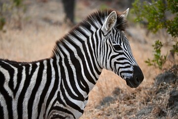 zebra in the wild