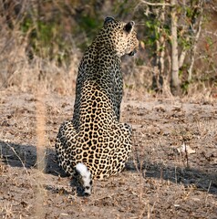 Leopard in the wild