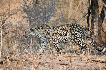 Leopard in the wild