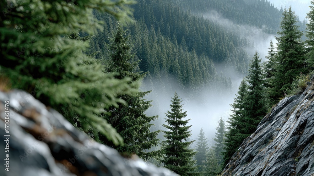 Poster dense trees rise majestically as fog envelops the landscape, creating a serene and mystical atmosphe