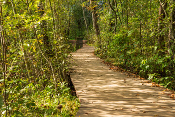 Obraz premium Blurred out-of-focus photo of eco trail. wooden path in forest or park in early autumn. Hiking on the weekend. Sestroretskoye swamp eco trail
