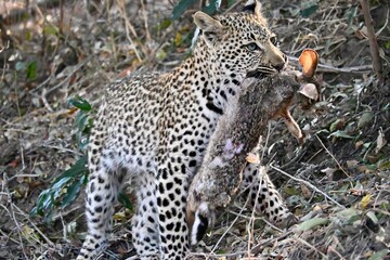 leopard in the wild
