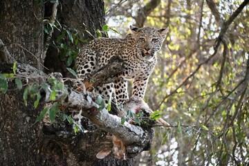 leopard in the tree