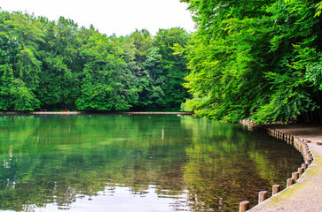 Tranquil pond with forested shoreline and reflections on calm water