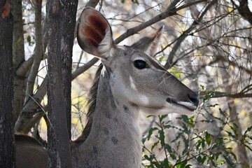 female kudu portrait