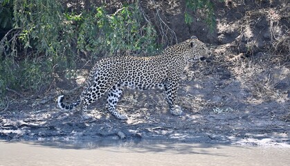 leopard on the ground