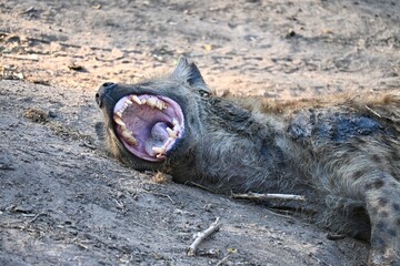 hyena yawning