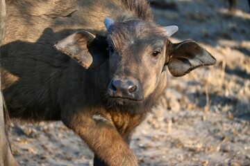 Obraz premium baby cape buffalo in africa