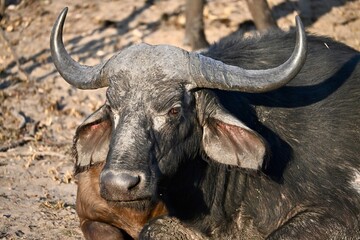 cape buffalo portrait