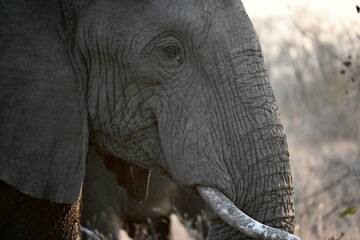 elephant portrait