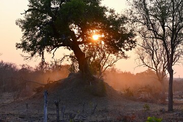 sunset in the bush