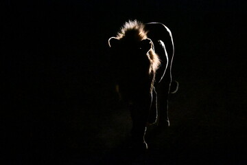 silhouette of a male lion