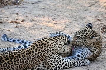 leopards in the wild