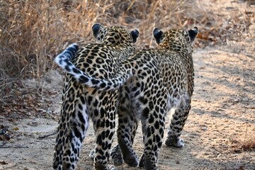 leopards in the wild
