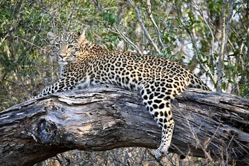 leopard resting on the tree