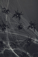 Halloween background with spider web and spiders as symbols of Halloween on black background....
