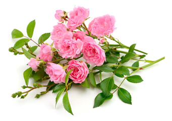 Pink roses flowers isolated on white background closeup