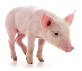 Pink piglet isolated on white background closeup