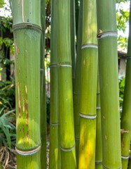 Obraz premium Tall Green Bamboo Stalks in Asian Garden for Premium Plant Object and Natural Concept