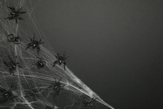 Halloween background with spider web and spiders as symbols of Halloween on black background.