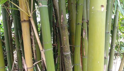 Obraz premium Tall Green Bamboo Stalks in Asian Garden for Premium Plant Object and Natural Concept