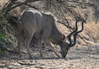 kudu eating in the wild