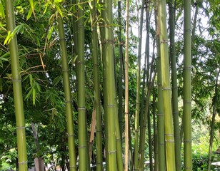 Fototapeta premium Tall Green Bamboo Stalks in Asian Garden for Premium Plant Object and Natural Concept