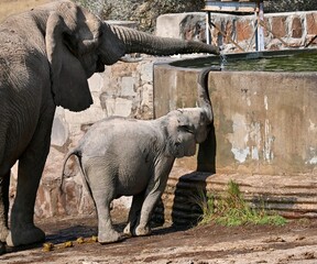 elephants drinking water