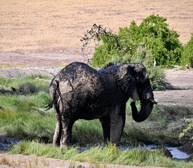 elephant in the wild