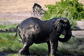 elephant in the wild