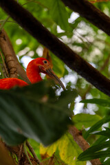 A beautiful bird in the zoo