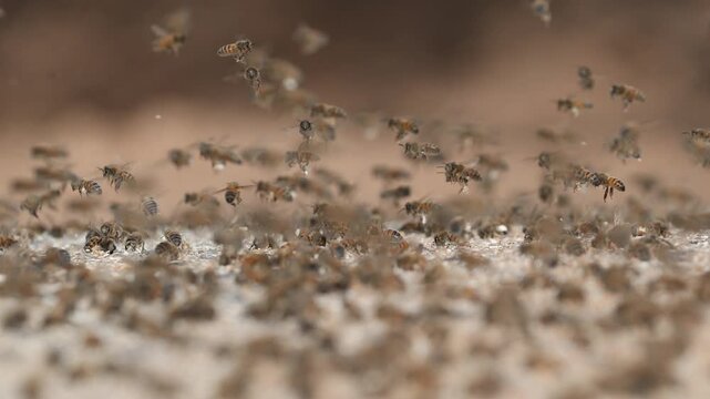 Les abeilles se r&eacute;unissent pour r&eacute;colter des min&eacute;raux.