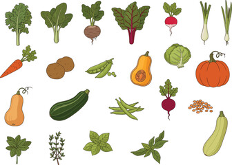 Vegetables and herbs illustration, root produce, leafy greens, squash, garlic, mint, organic food, nutrition asset, cooking, gardening concept