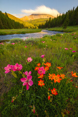 Obraz premium Vibrant wildflowers bloom beside a winding river in a sunlit mountain valley