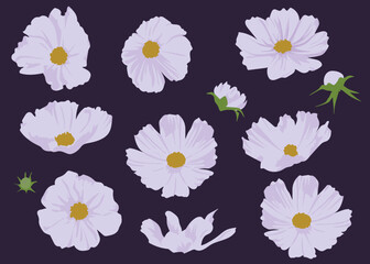 Purple Cosmos various