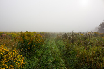 Field road going through fog