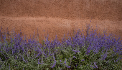 purple lavender or russian sage flowers blooming against rust colored adobe house exterior wall in Santa Fe New Mexico USA horizontal travel outdoor floral background backdrop banner room for type 