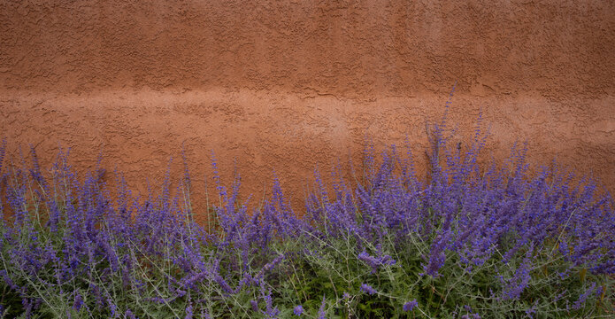 purple russian sage flowers blooming against rust colored adobe house exterior wall in Santa Fe New Mexico USA horizontal travel outdoor floral background backdrop banner or wallpaper  room for type 