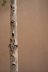 close up crop of single aspen tree trunk against beige adobe house exterior wall in Santa Fe new mexico small leaves sprouting out of birch tree trunk vertical background backdrop with type space