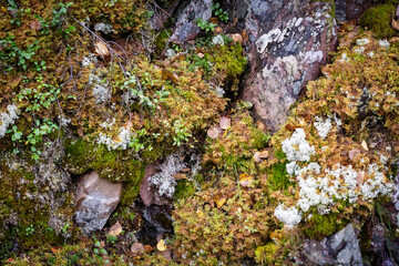 A close up of a mossy rock with green moss growing on it in autumn